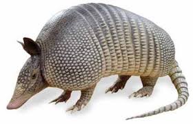 Armadillo1